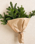 Fir Bunch