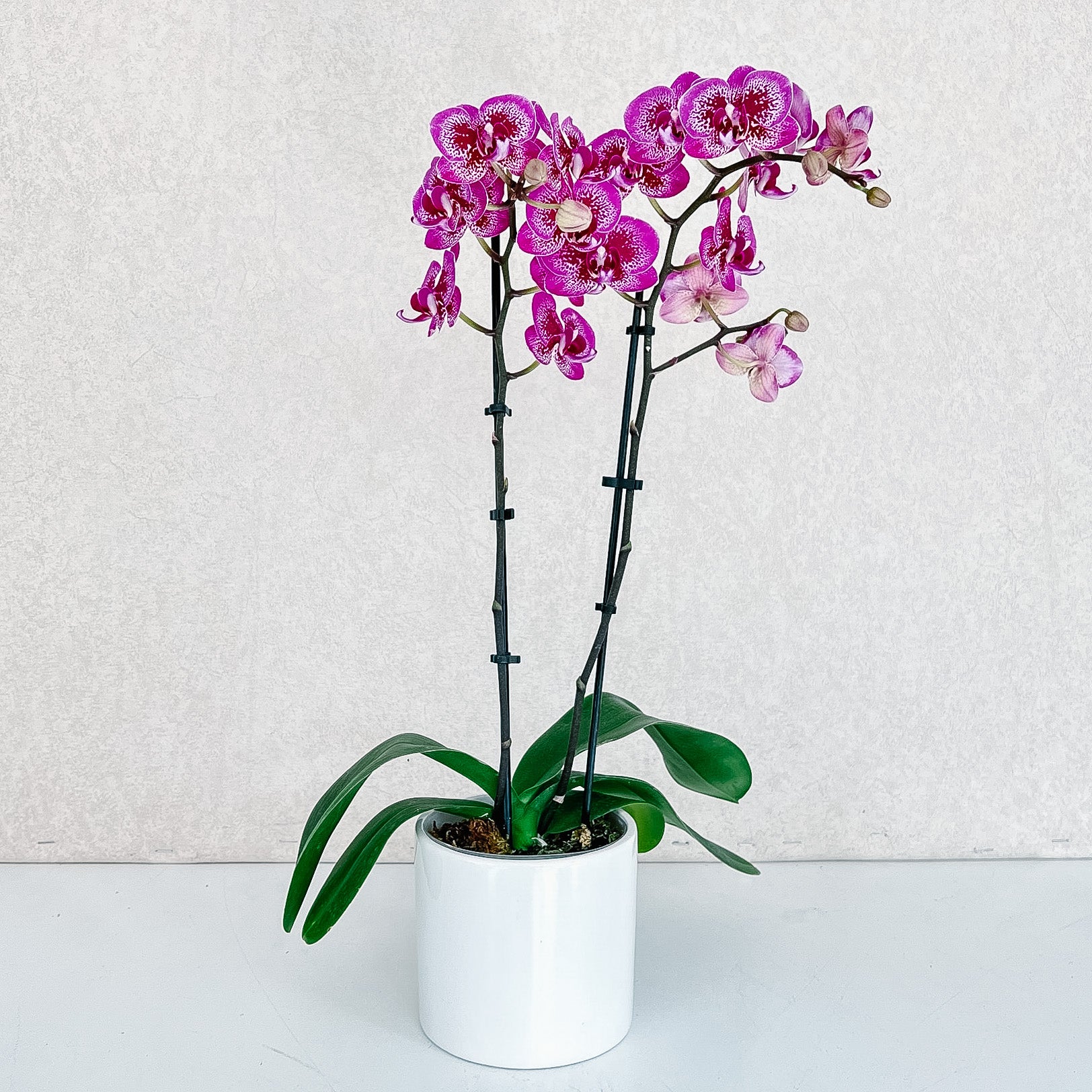 4&quot; Double Stemmed Phalaenopsis Orchid