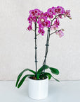 4" Double Stemmed Phalaenopsis Orchid