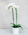 4" Double Stemmed Orchid