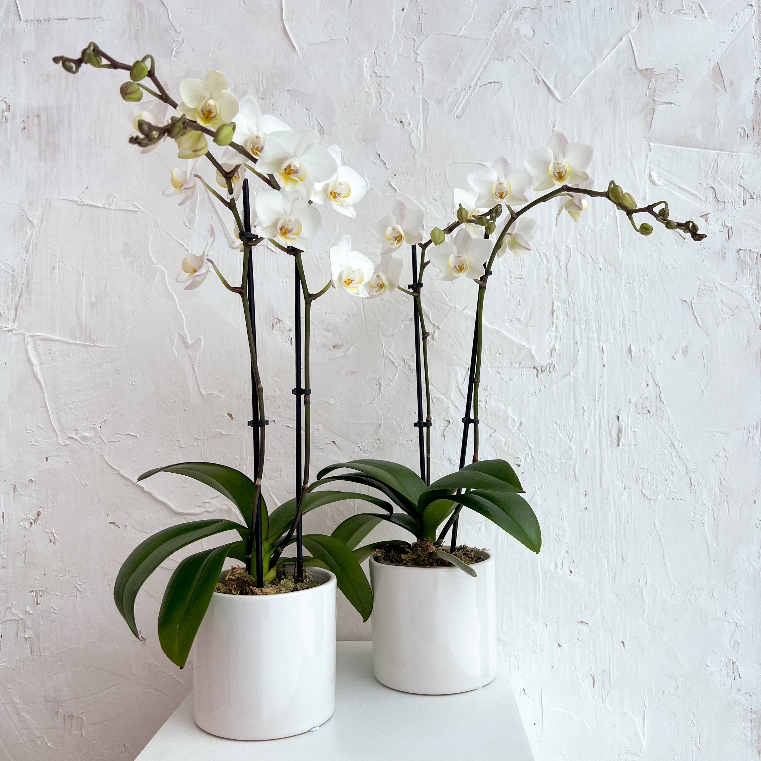 4&quot; Double Stemmed Orchid