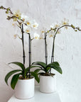 4" Double Stemmed Orchid