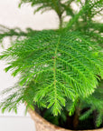 8" Norfolk Pine