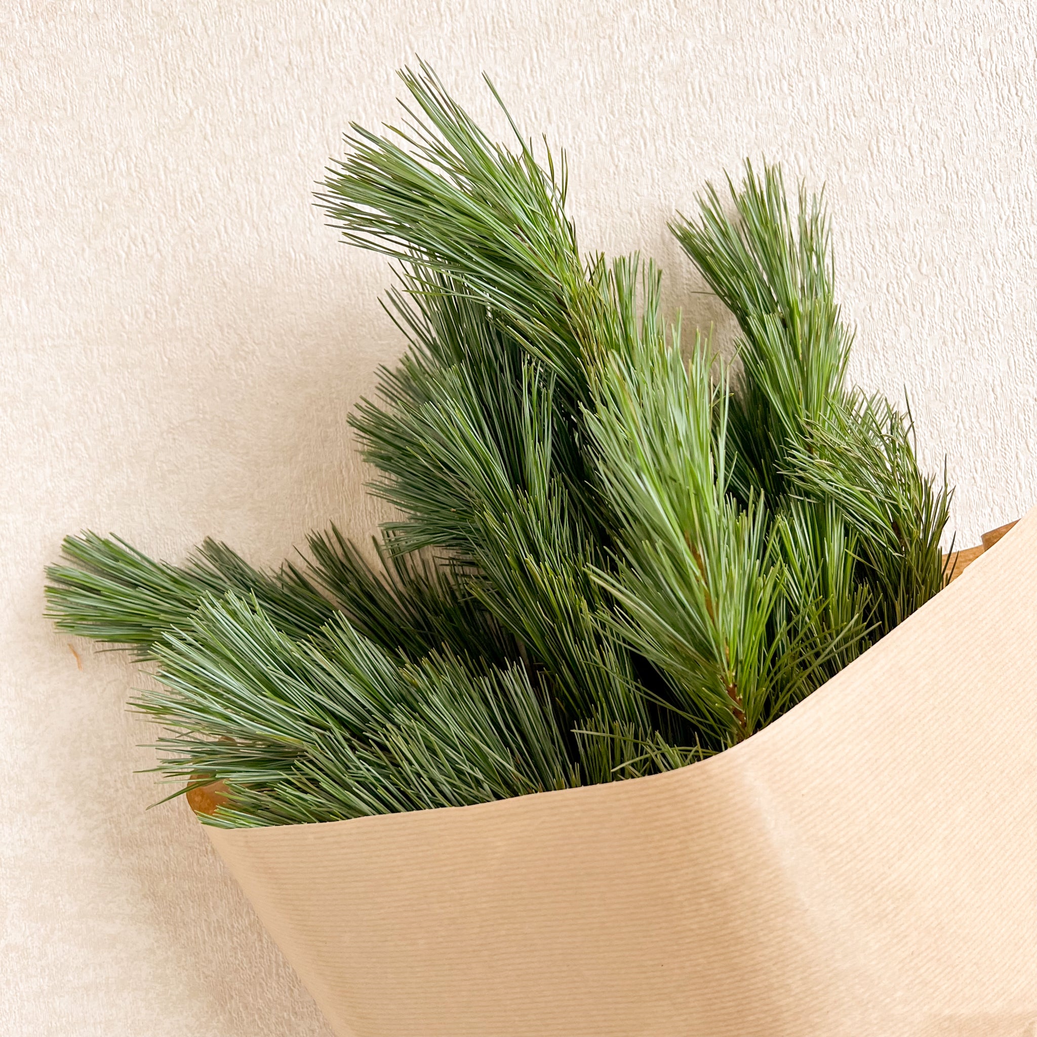 Pine Bunch