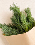 Pine Bunch