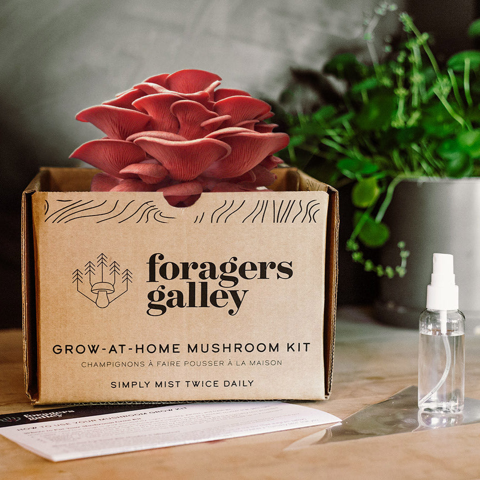 Foragers Galley mushroom kit with a mushroom on top, on a wooden surface with plants in the background.