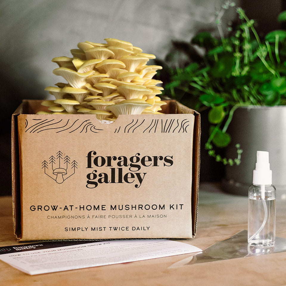 Foragers Galley mushroom kit with packaging and mushroom sprout on a wooden surface.