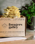 Foragers Galley mushroom kit with packaging and mushroom sprout on a wooden surface.