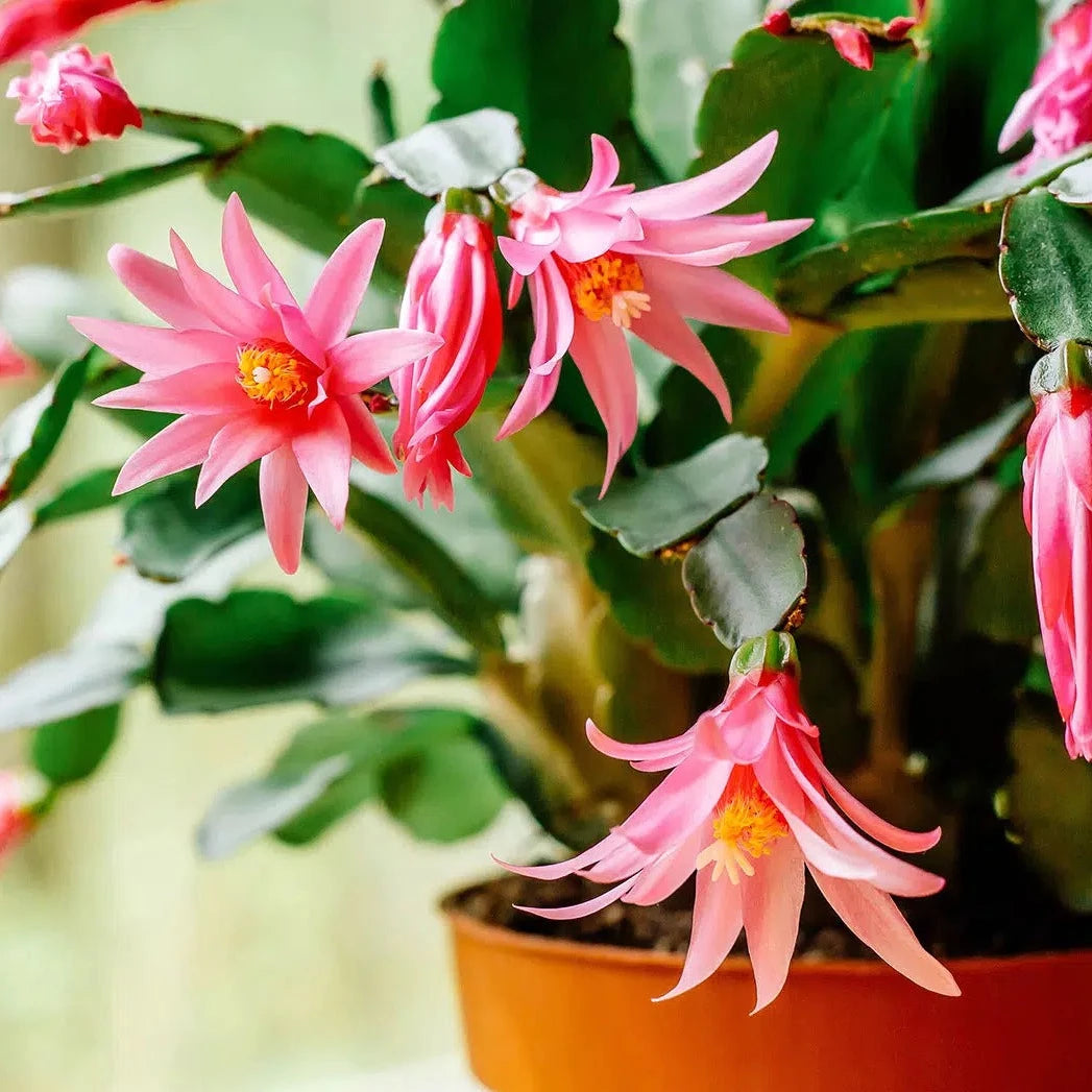 Christmas Cactus