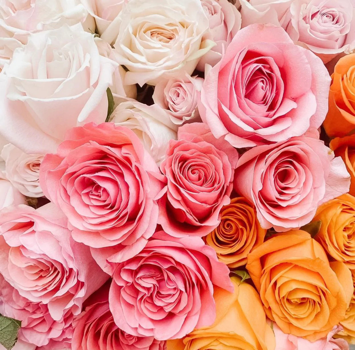 Academy Signature Vased Roses