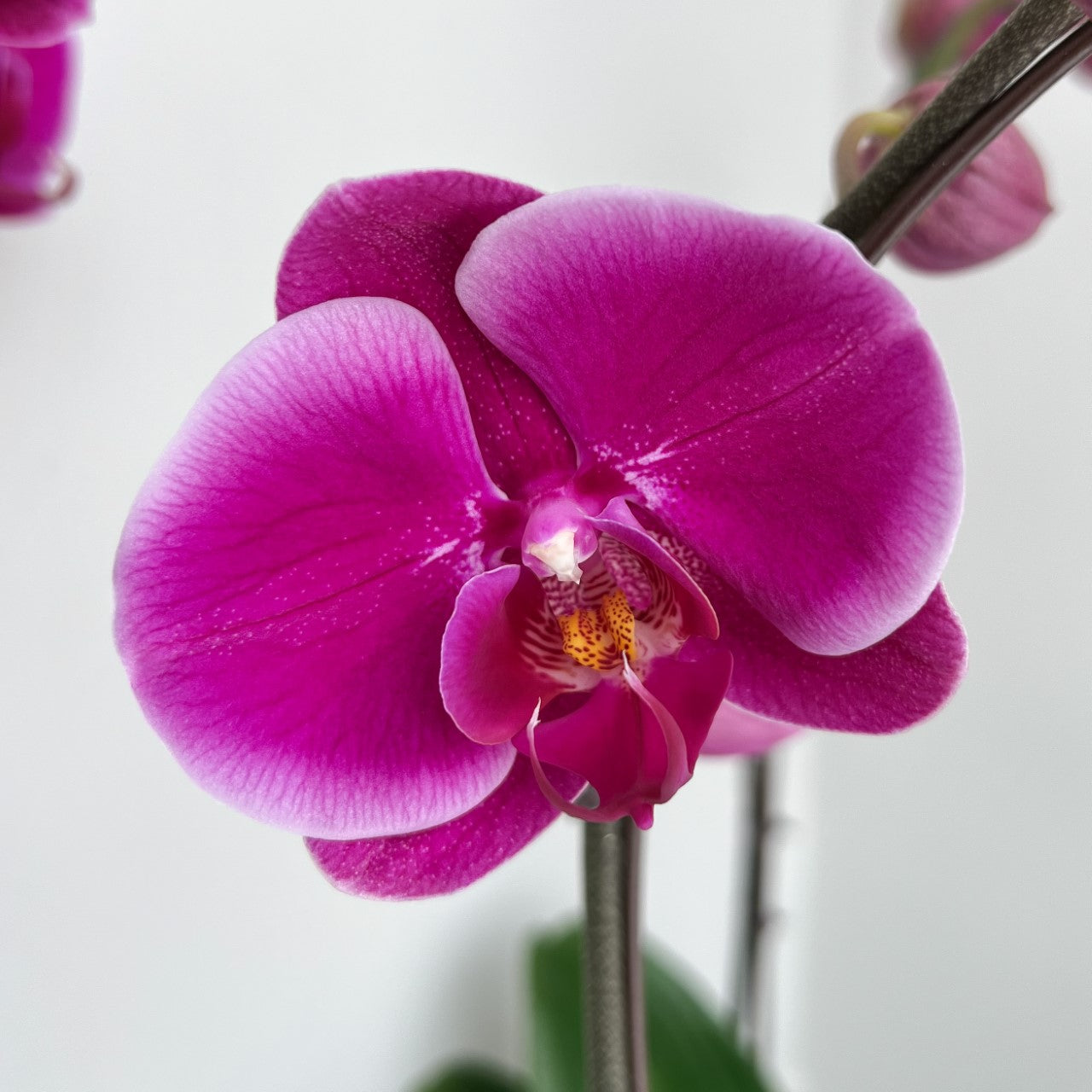 6&quot; Phalaenopsis Orchid