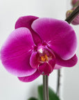 6" Orchid