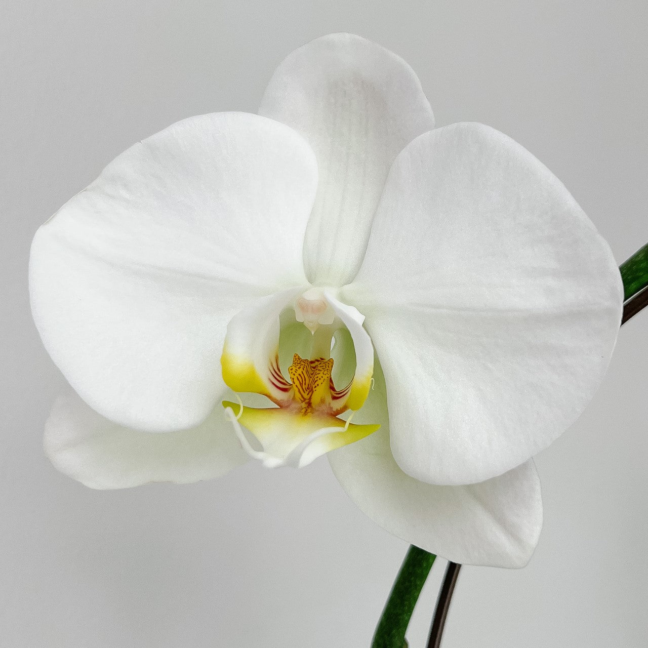6&quot; Orchid