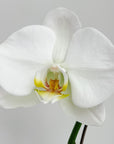 6" Phalaenopsis Orchid